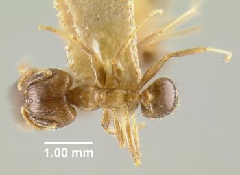 Media type: image;   Entomology 20659 Aspect: habitus dorsal view